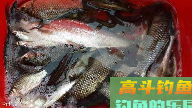 初冬钓鱼用老鬼九一八饵料如何搭配，这三款配方专攻鲫鲤
