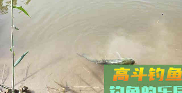 钓了大半辈子的老头说啥也不告诉我秘方