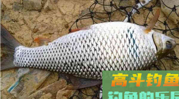 老钓友教你如何钓鲮鱼：掌握这几点，钓鱼不再难