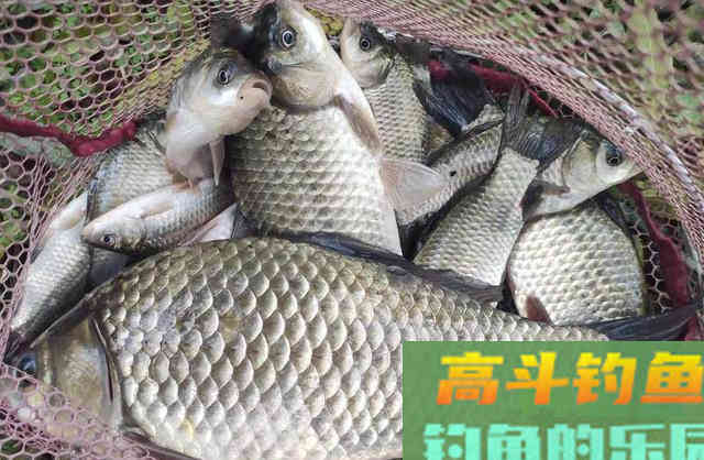 野钓窝料哪家强？这7款窝料用的人最多