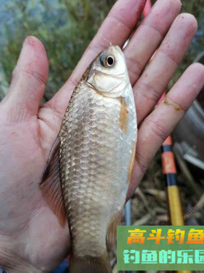 钓鱼玩转老三样，钓鱼不再难，细说蓝鲫，速攻，九一八