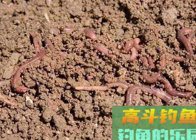 使用蚯蚓的这些技巧，实用性真的非常强