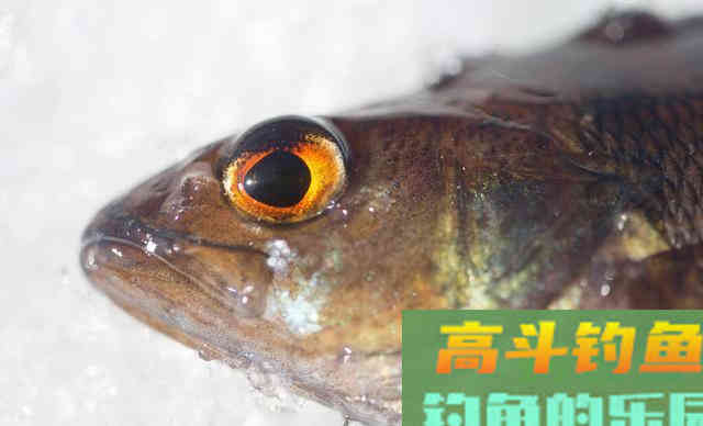 冬季野钓，新手钓友记住这两字，野钓再冷也能钓到鱼