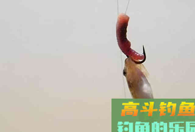 冬钓用蚯蚓，这些禁忌得了解