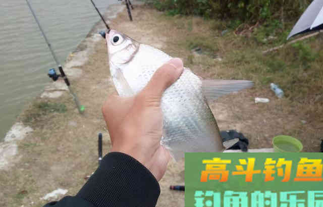 这些好吃的水果，用来钓鱼，鱼也喜欢