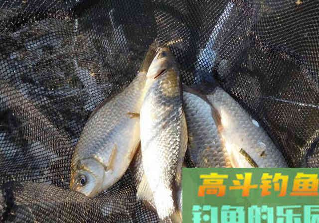 钓不到鱼，除了自然因素外，主要原因还是钓友