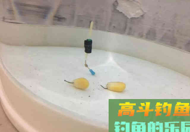 顶漂能中鱼，你偏要看顿口，最后漂调好了，鱼却跑光了