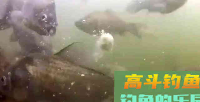 暖春为啥鱼难钓?钓鱼高手:钩和鱼不在一个水层 暖春为啥鱼难钓?钓鱼高手:钩和鱼不在一个水层