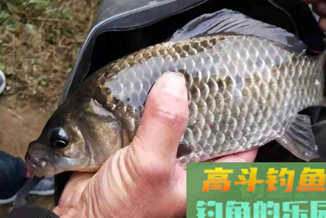 夏钓板鲫时，窝料这样配置才会大显神威