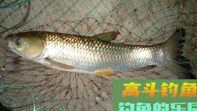 夜钓想要上大鱼，记得把握好这两种窝饵作钓思路