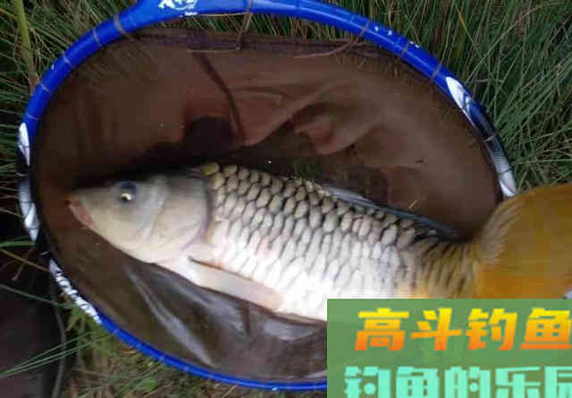 大顿口能中鱼？想要提高命中率，看这些信号提竿准没错