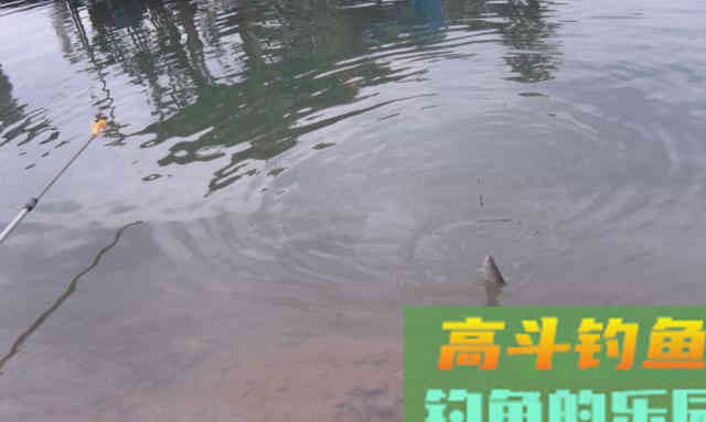 总是钓不到鱼？学会这5点，新手变高手