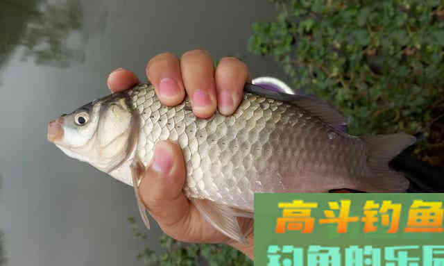 饵料的状态你掌握了吗？学会了每次钓鱼事半功倍