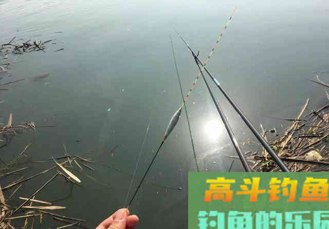顶漂能中鱼，你偏要看顿口，最后漂调好了，鱼却跑光了