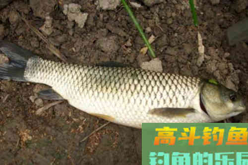 新鲜的嫩韭菜，只要这样处理，大草鱼成群进窝给口