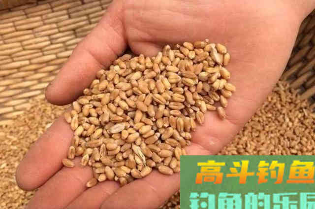 不吹不黑，这5种特效鲤鱼饵，简单又实用