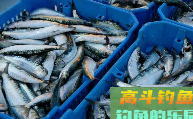 打下近千斤窝料之后，才明白有效打窝的重要性