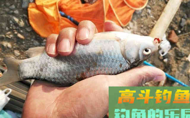 我极力推荐几种冬钓鲫鱼红虫挂法