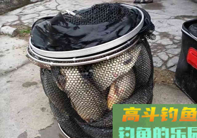 钓黑坑少不了散炮，这样搭配诱鱼快，大鲫鱼久聚不散