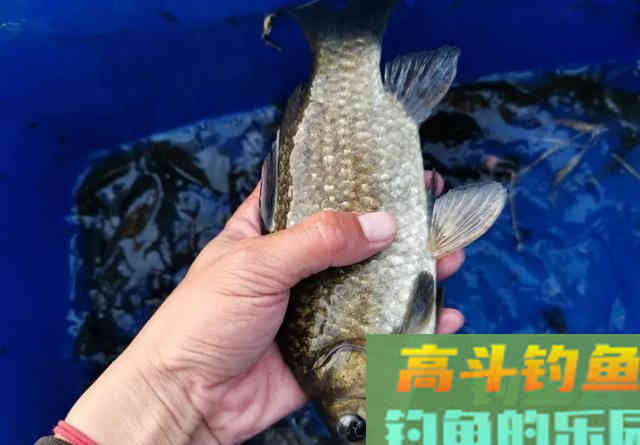 同一个钓位，昨天能连杆今天却空军！背后的原因你知道吗