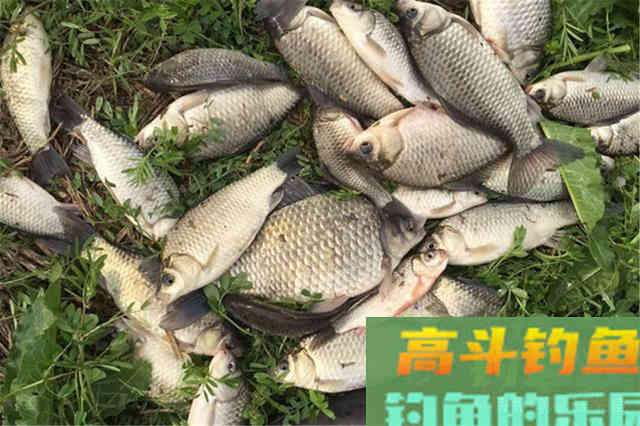 同样是蚯蚓做饵料，为何收获的差异巨大