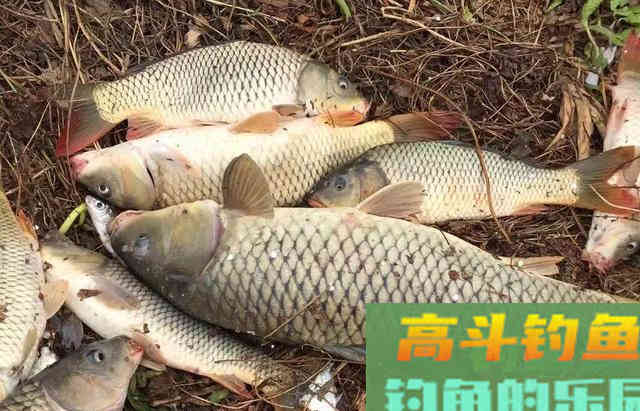 夏季打隔夜窝没效果？肯定是方法不对