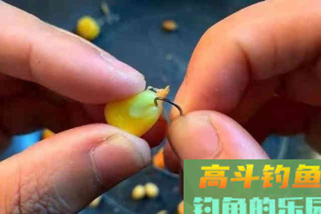 偷偷告诉你，这鲤鱼饵好用