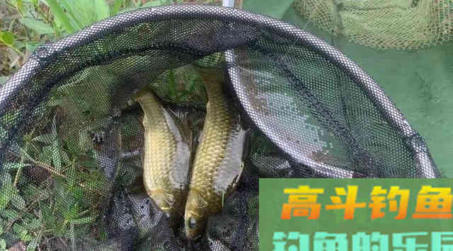 这3种非常规的打窝方式，在野钓中却经常能钓到大鱼