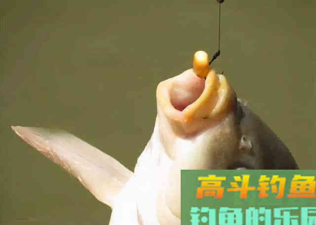 鱼口越来越慢，试试这几招