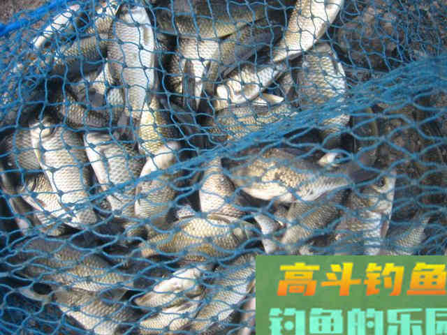 我钓鱼时常遇到的那位高手老黄，钓法出其不意
