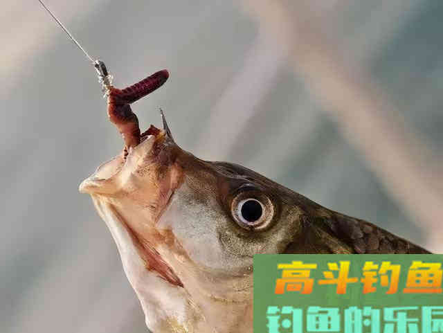 蚯蚓做钓饵，这样打窝，蚯蚓得多带两盒才够用