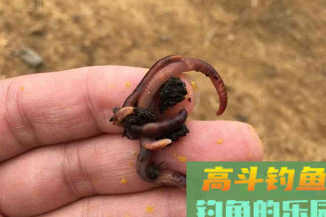 天太冷，板鲫岂能轻易上钩？只因你没用过这3种组合饵