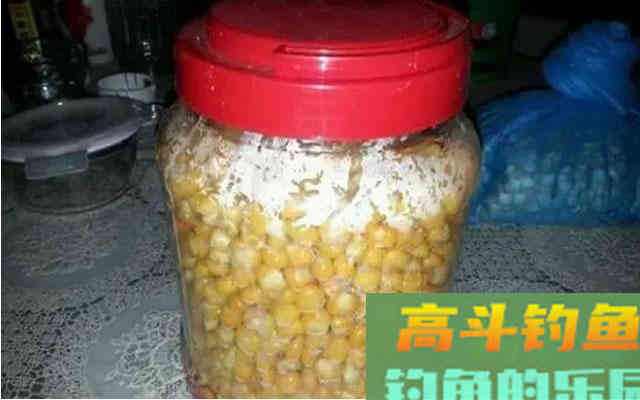 学会这两种自制饵料，专门钓秋天的大草鱼