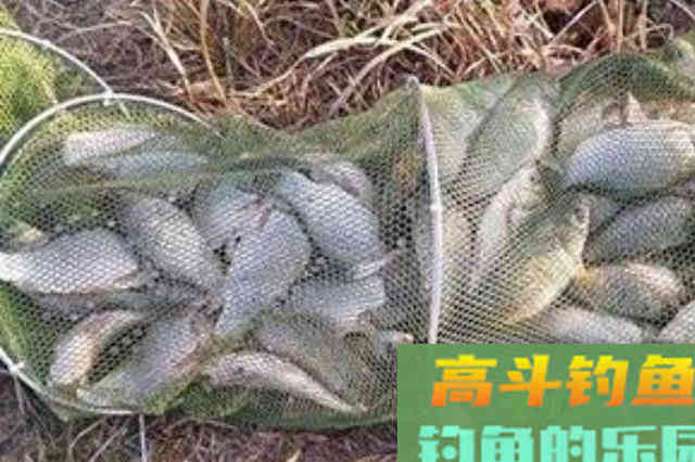 天气冷，大鲫鱼就不好钓了？赶紧试试这饵料用法