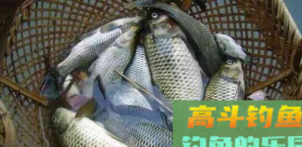 渔具店的小药太坑人，不如从这几种东西中选一种