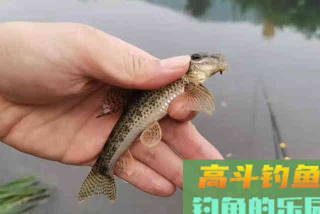 每次提竿都没鱼，难道是杂鱼太多吗