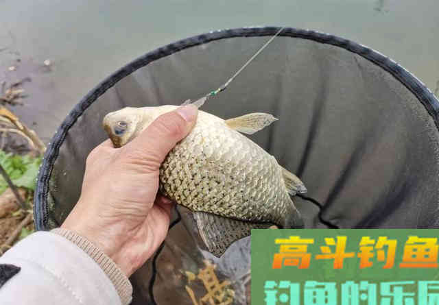 为什么蚯蚓​效果不如商品饵