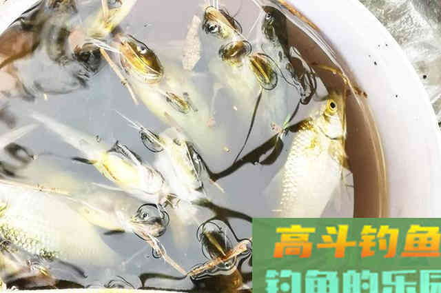 大叔没钱买饵料，索性就自己在家做