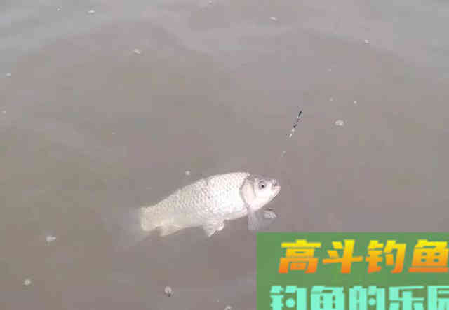 水太肥鱼难钓？遇到肥水最实用的几个办法