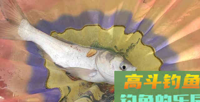 红虫钓的鱼能吃吗？答案并不唯一