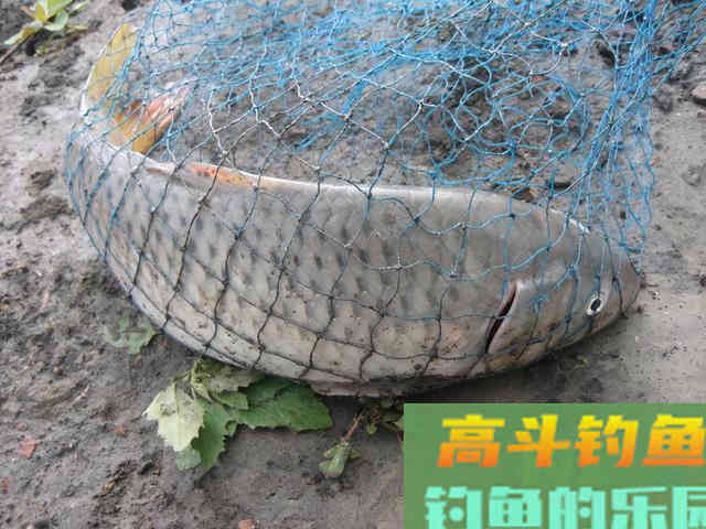 我钓鱼时常遇到的那位高手老黄，钓法出其不意