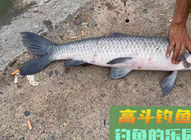 同样的装备相邻的钓位，为什么别人连杆上鱼
