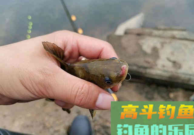 新手如何快速钓到鱼