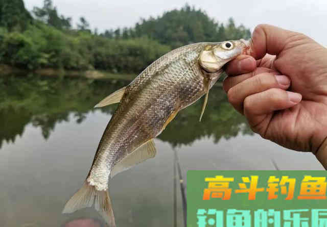 野钓用饵的腥香之争，许多人只知其一