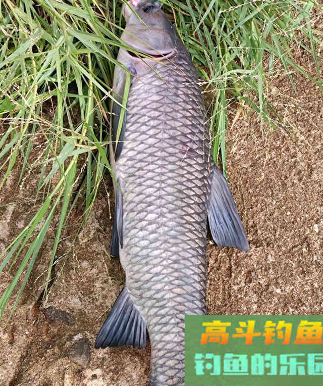 钓大鱼哪个因素最重要