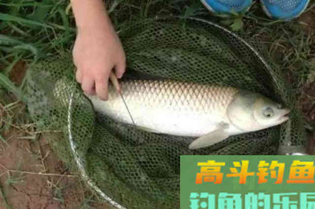 大草鱼难钓到怀疑人生？其实只要用好这5种饵就好