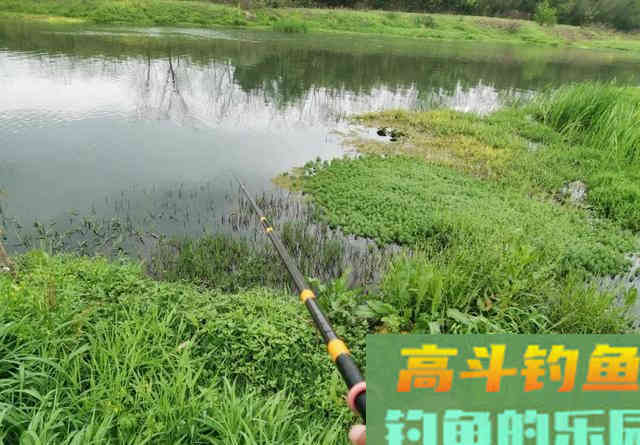 同一个钓位，昨天能连杆今天却空军！背后的原因你知道吗