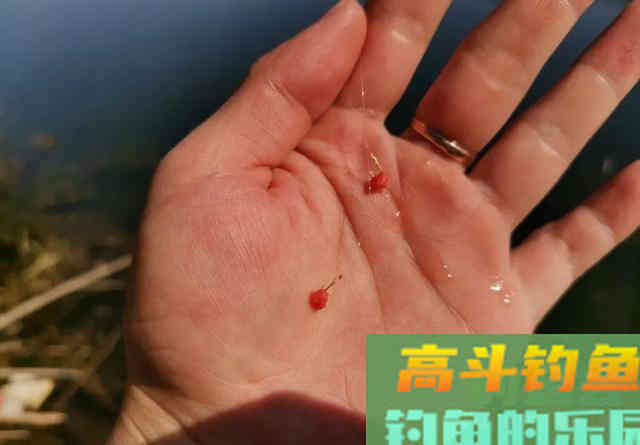 拉饵钓鱼你注意过钩上的残留吗?小细节反映大问题 拉饵钓鱼你注意过钩上的残留吗?小细节反映大问题