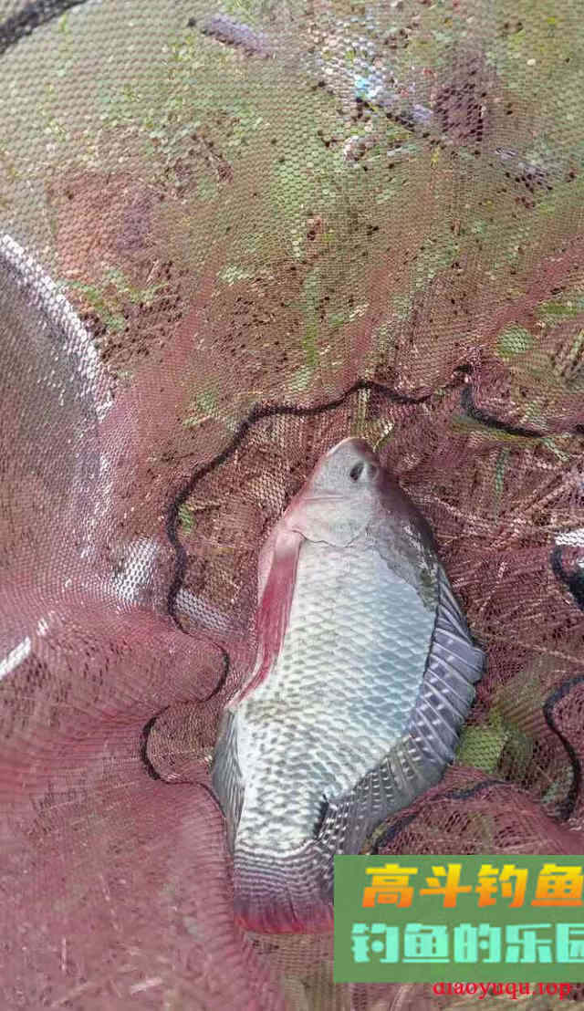 常见几种鱼抓顿口时机把握