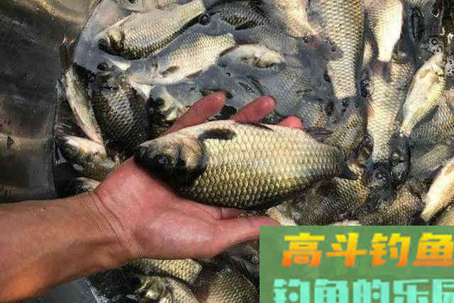 冬钓时，开出的饵料不及格？五个方法帮你破